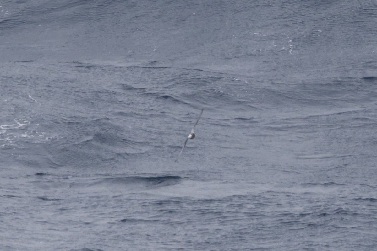 Mottled Petrel - ML635581476