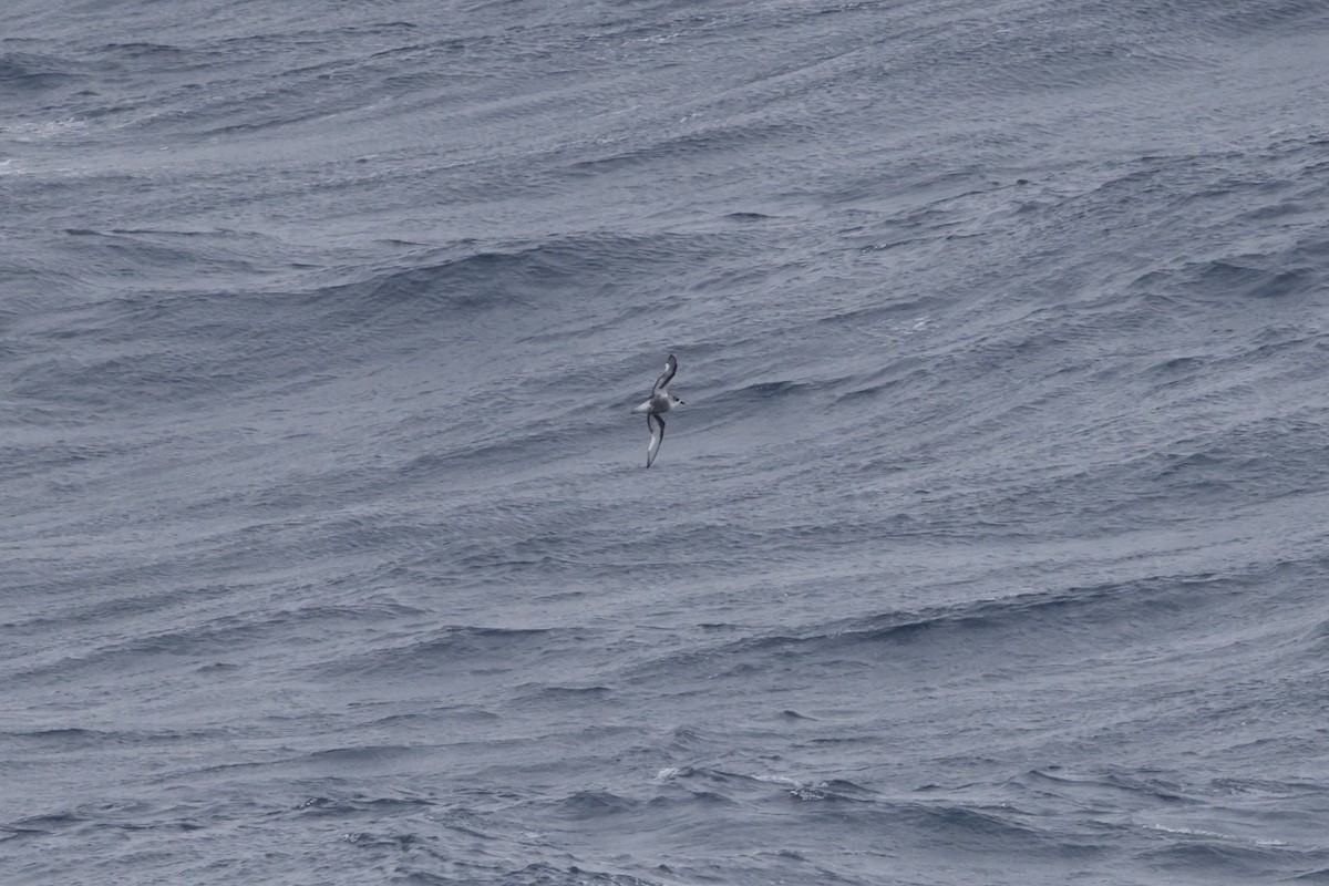 Mottled Petrel - ML635581477