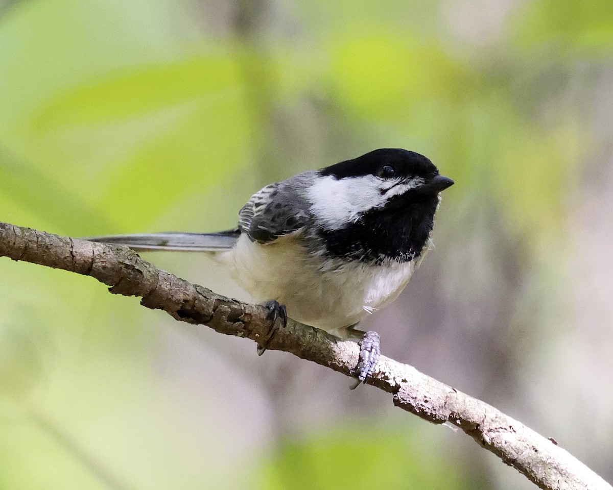 Black-capped Chickadee - ML635581543