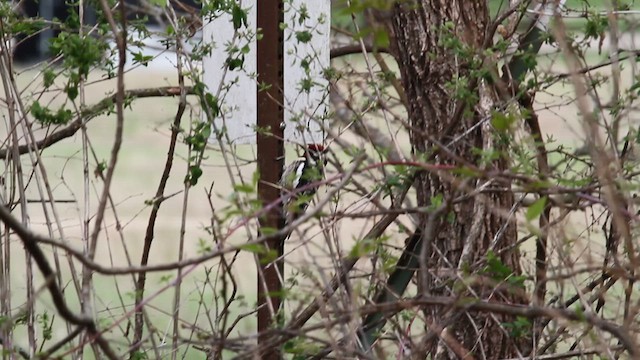Yellow-bellied Sapsucker - ML635581563