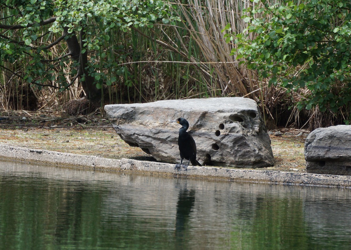 Double-crested Cormorant - ML635581678