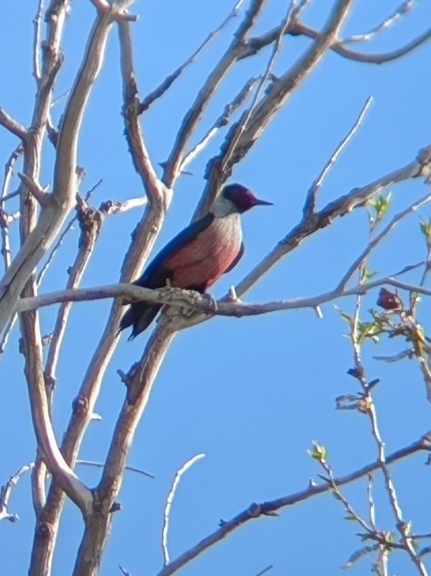 Lewis's Woodpecker - ML635581686