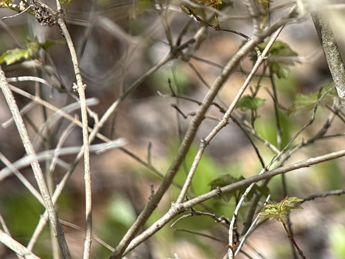 Least Flycatcher - ML635581711