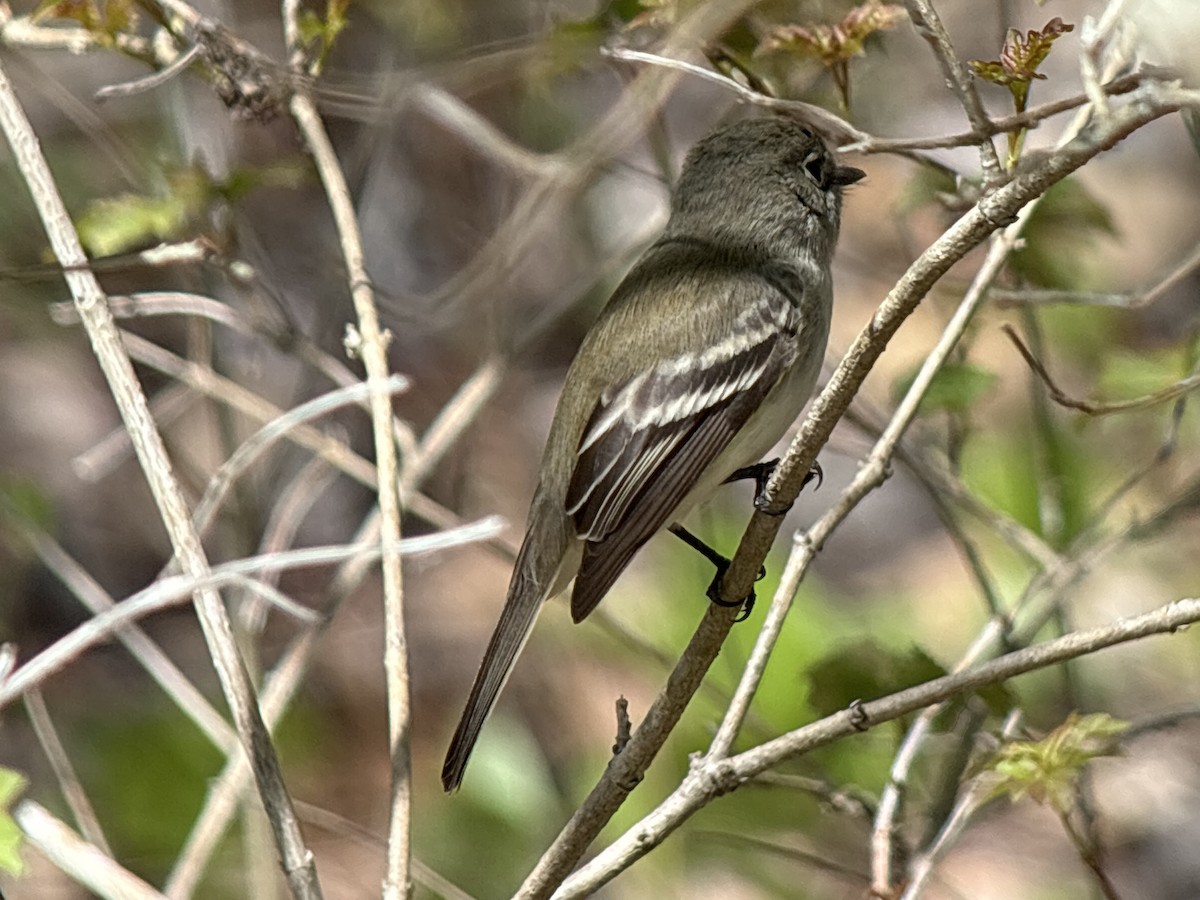 Least Flycatcher - ML635581712