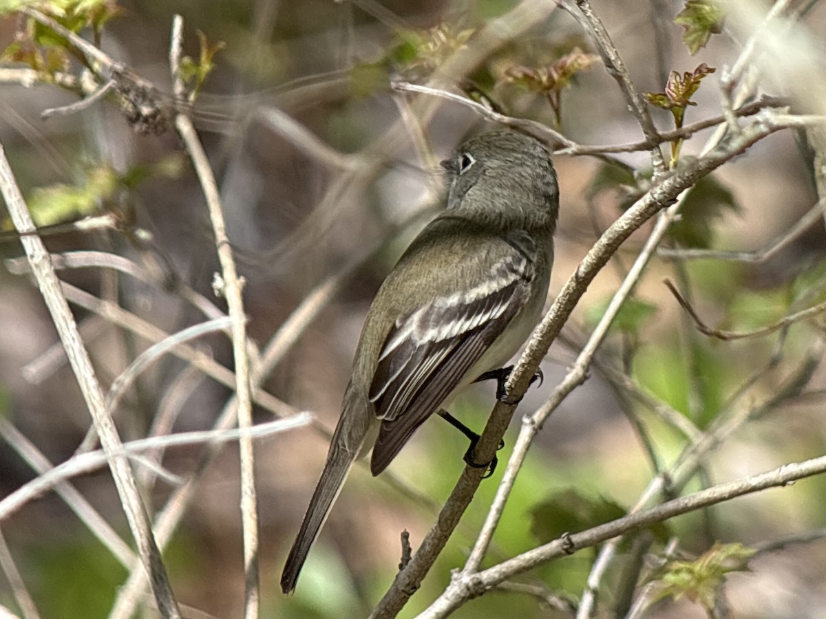Least Flycatcher - ML635581713