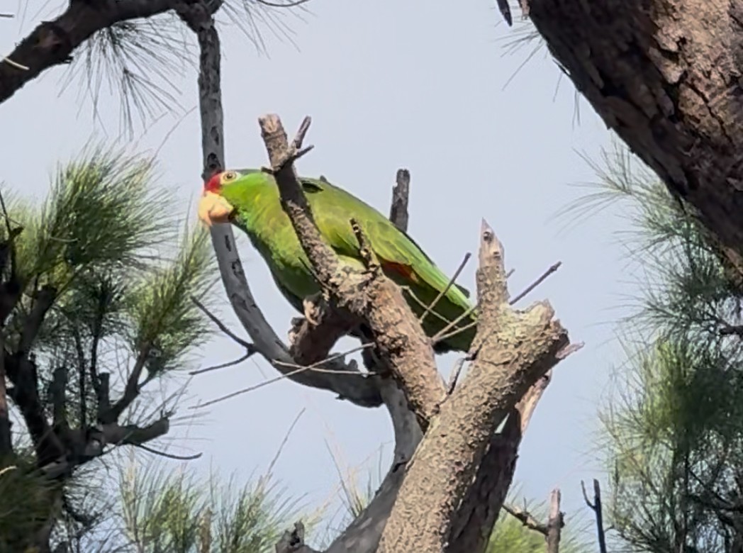 Red-crowned Amazon - ML635581729