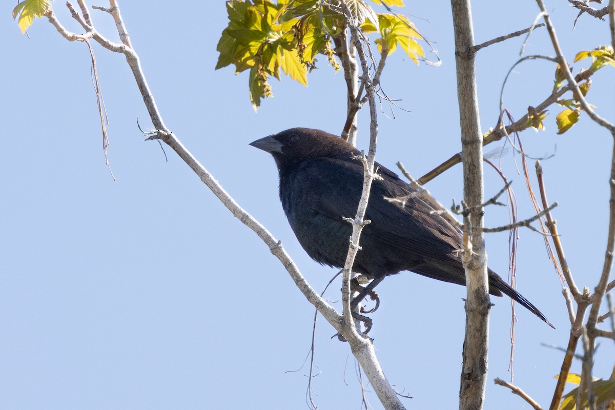Brown-headed Cowbird - ML635581735