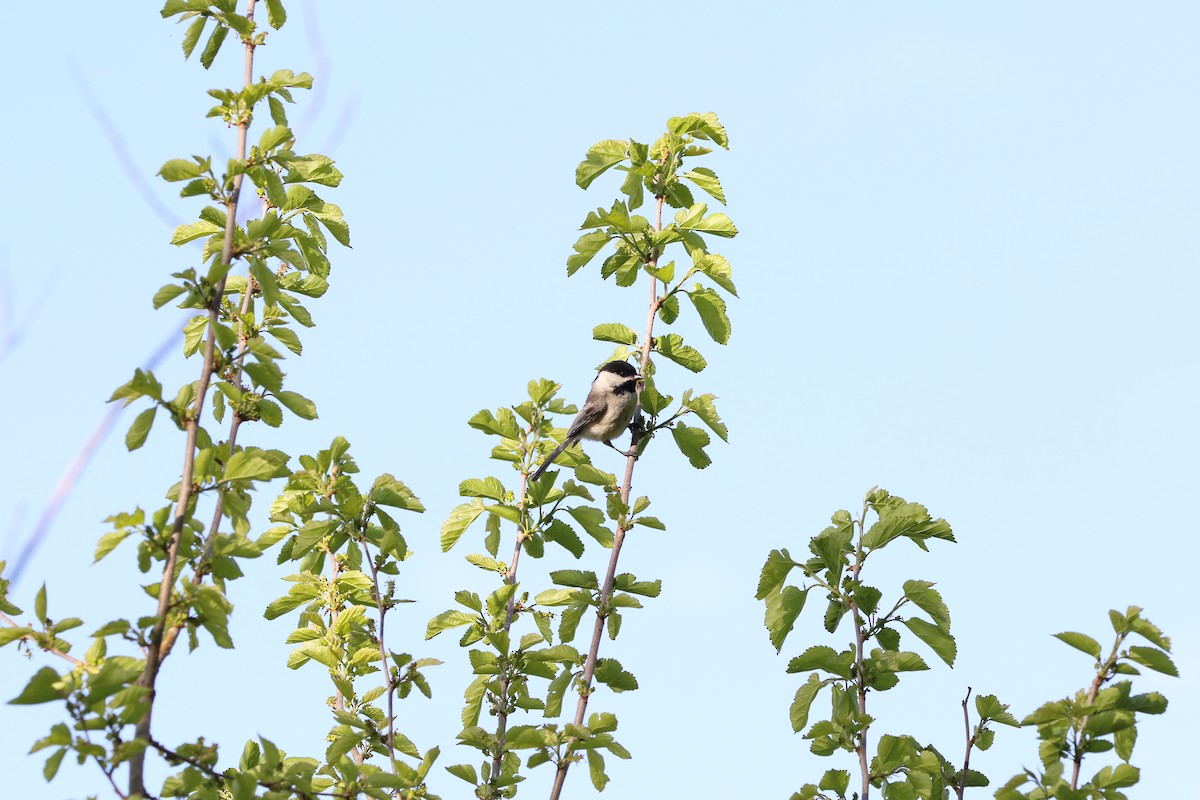 Black-capped Chickadee - ML635581753