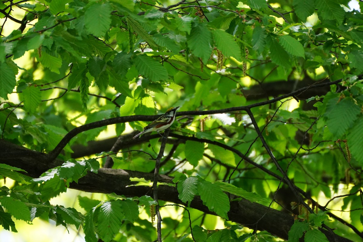 Chestnut-sided Warbler - ML635581756