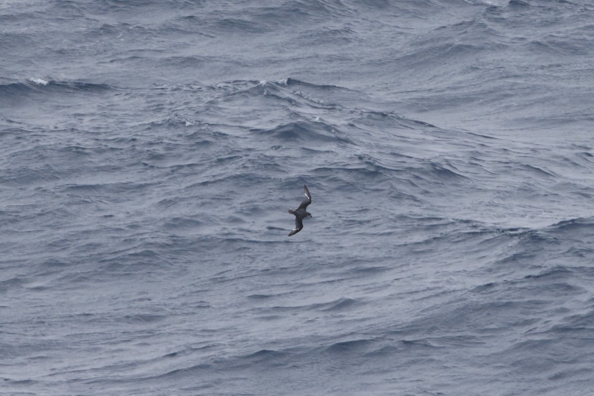 Mottled Petrel - ML635581774