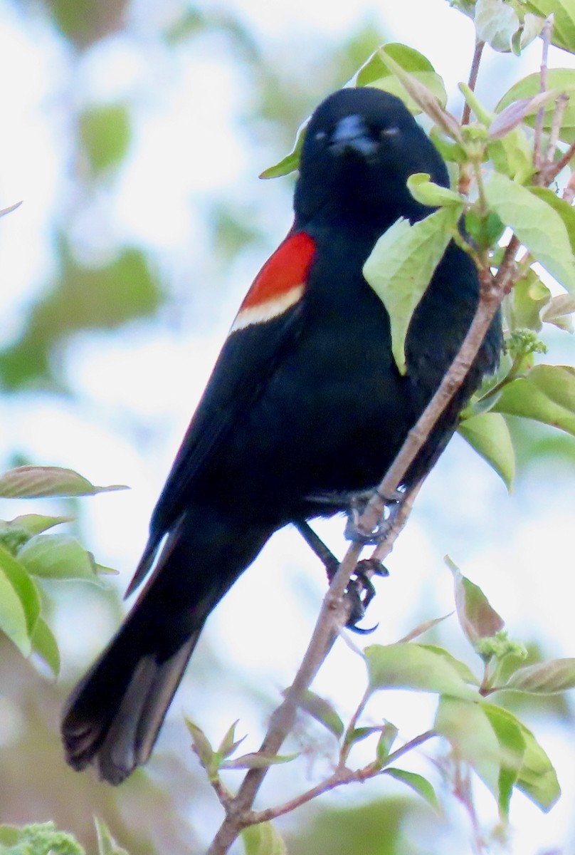 Red-winged Blackbird - ML635581776