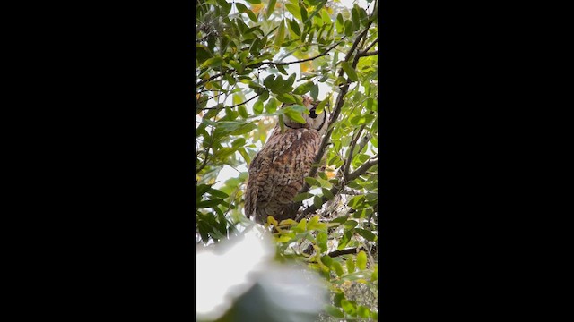 Striped Owl - ML635581782