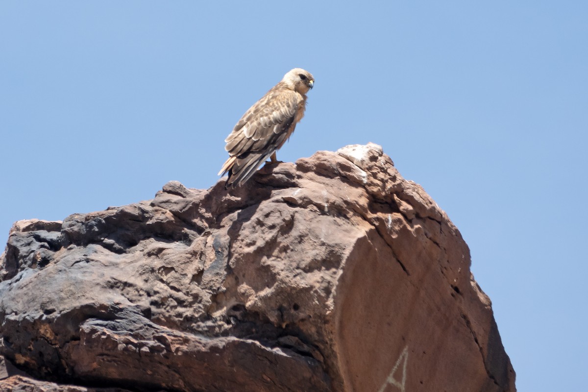 Long-legged Buzzard (Atlas) - ML635581808