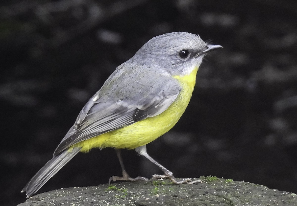 Eastern Yellow Robin - ML635581814