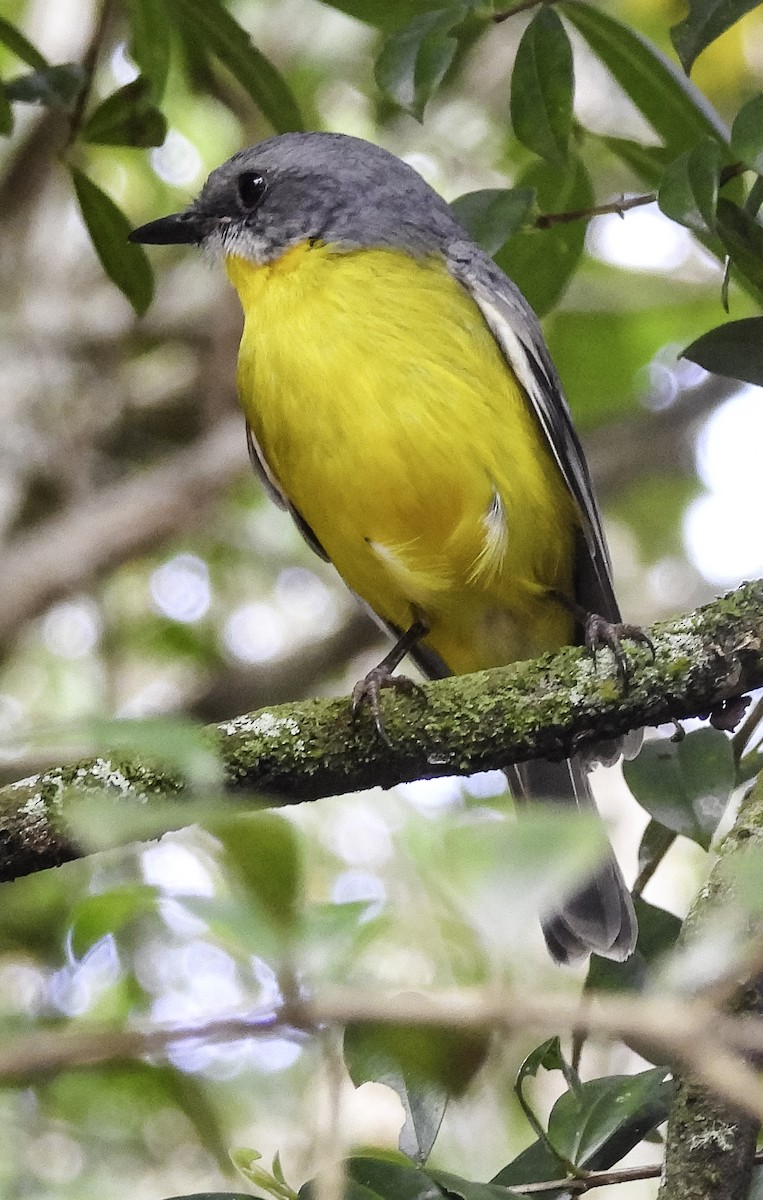 Eastern Yellow Robin - ML635581816