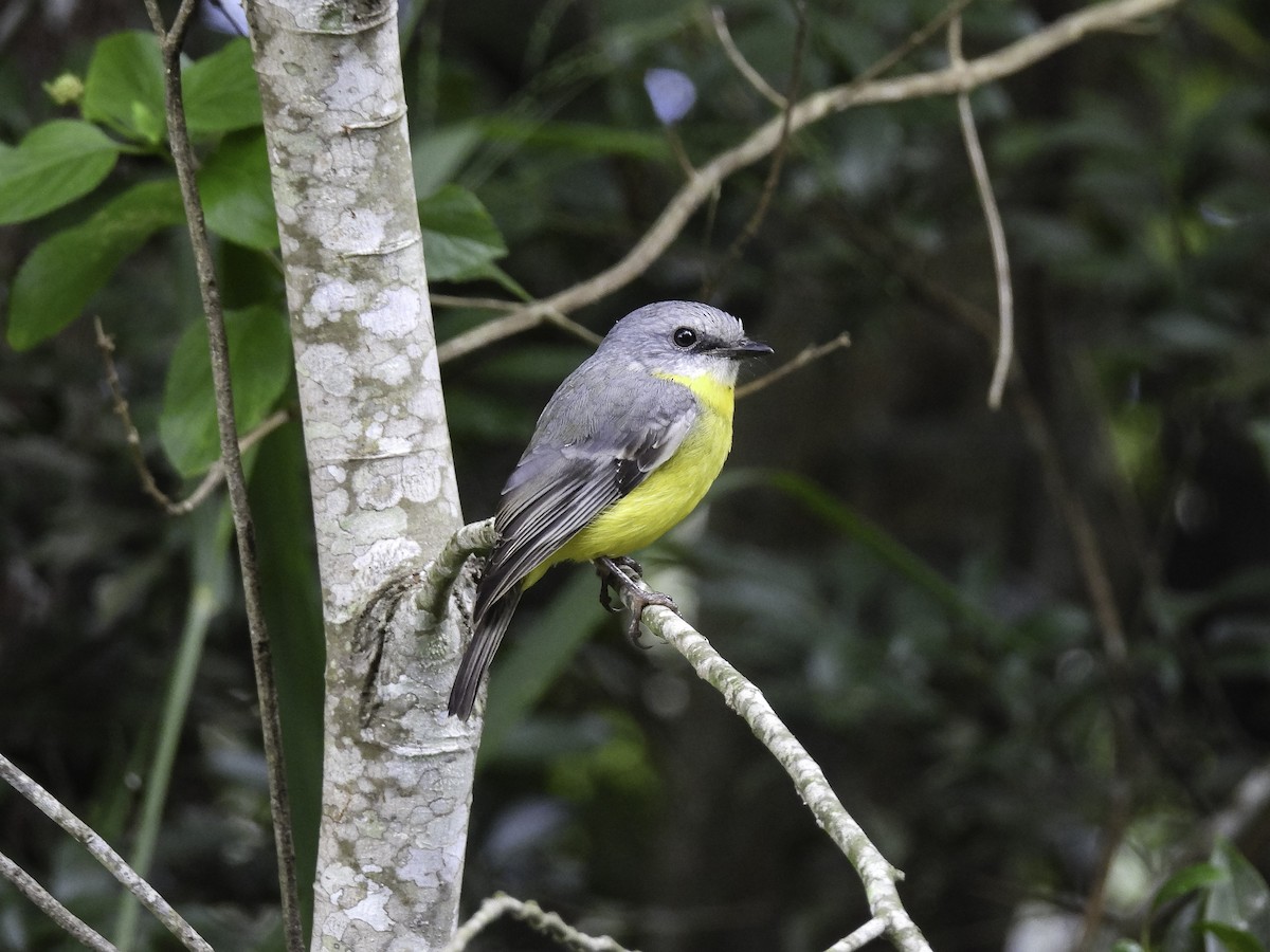 Eastern Yellow Robin - ML635581818