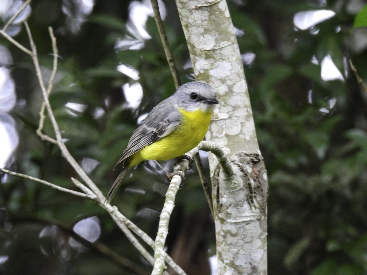 Eastern Yellow Robin - ML635581819