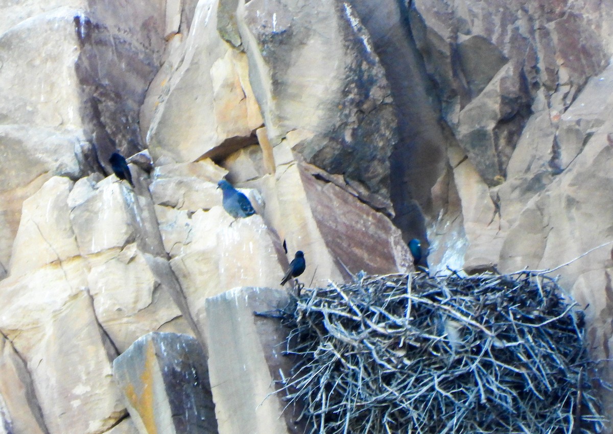 Rock Pigeon (Feral Pigeon) - ML635581837