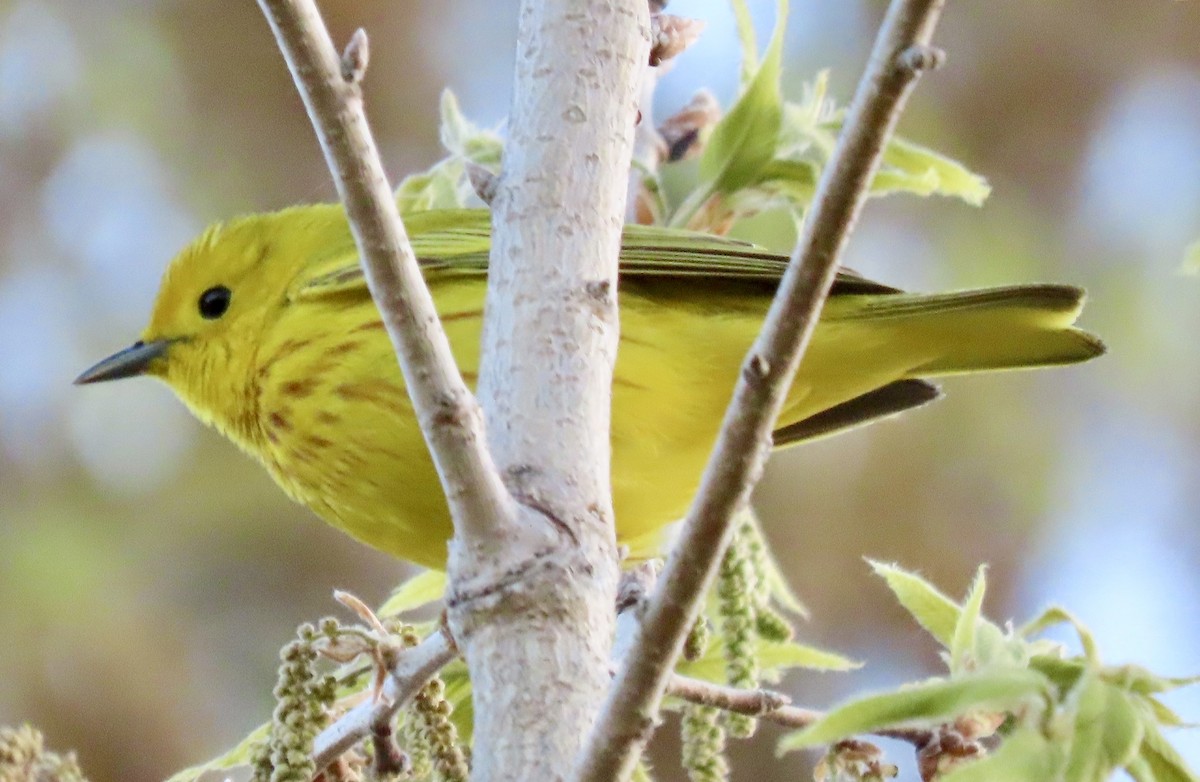 Northern Yellow Warbler - ML635581858