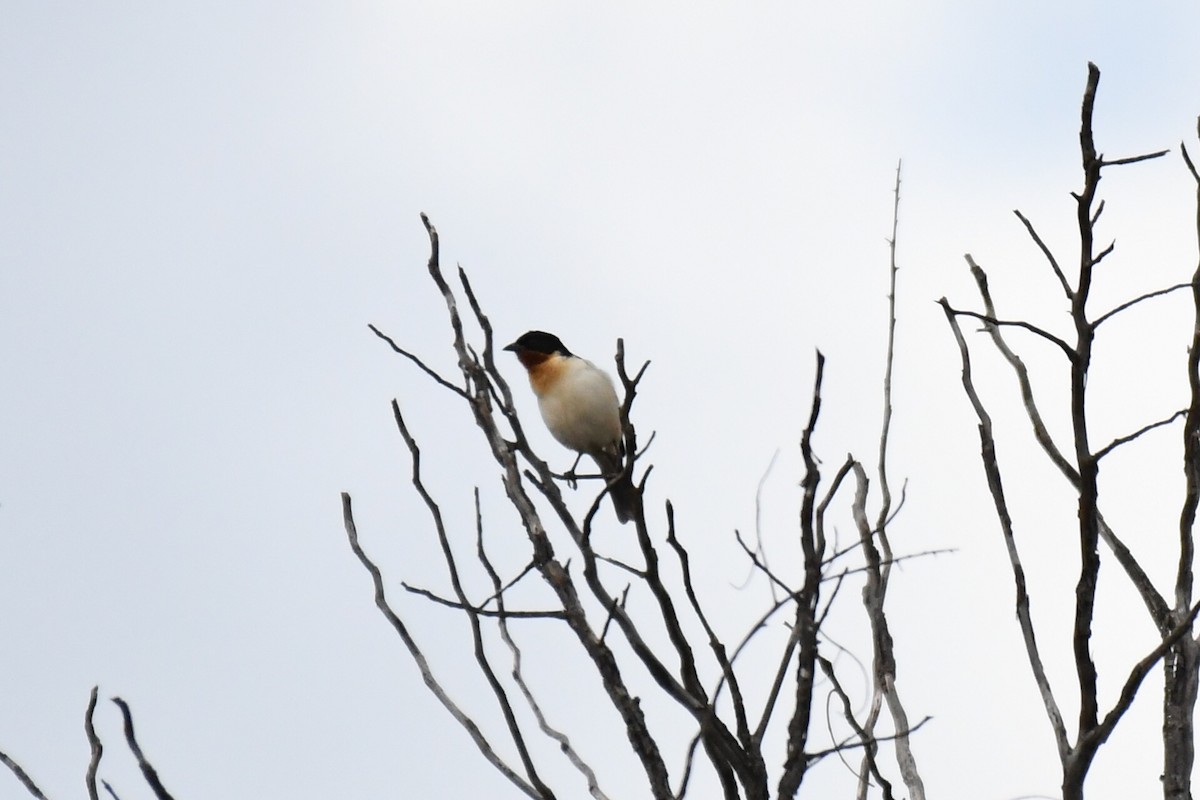 White-rumped Tanager - ML635581935
