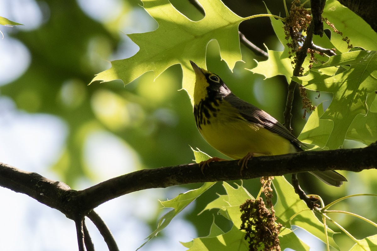 Canada Warbler - ML635581943