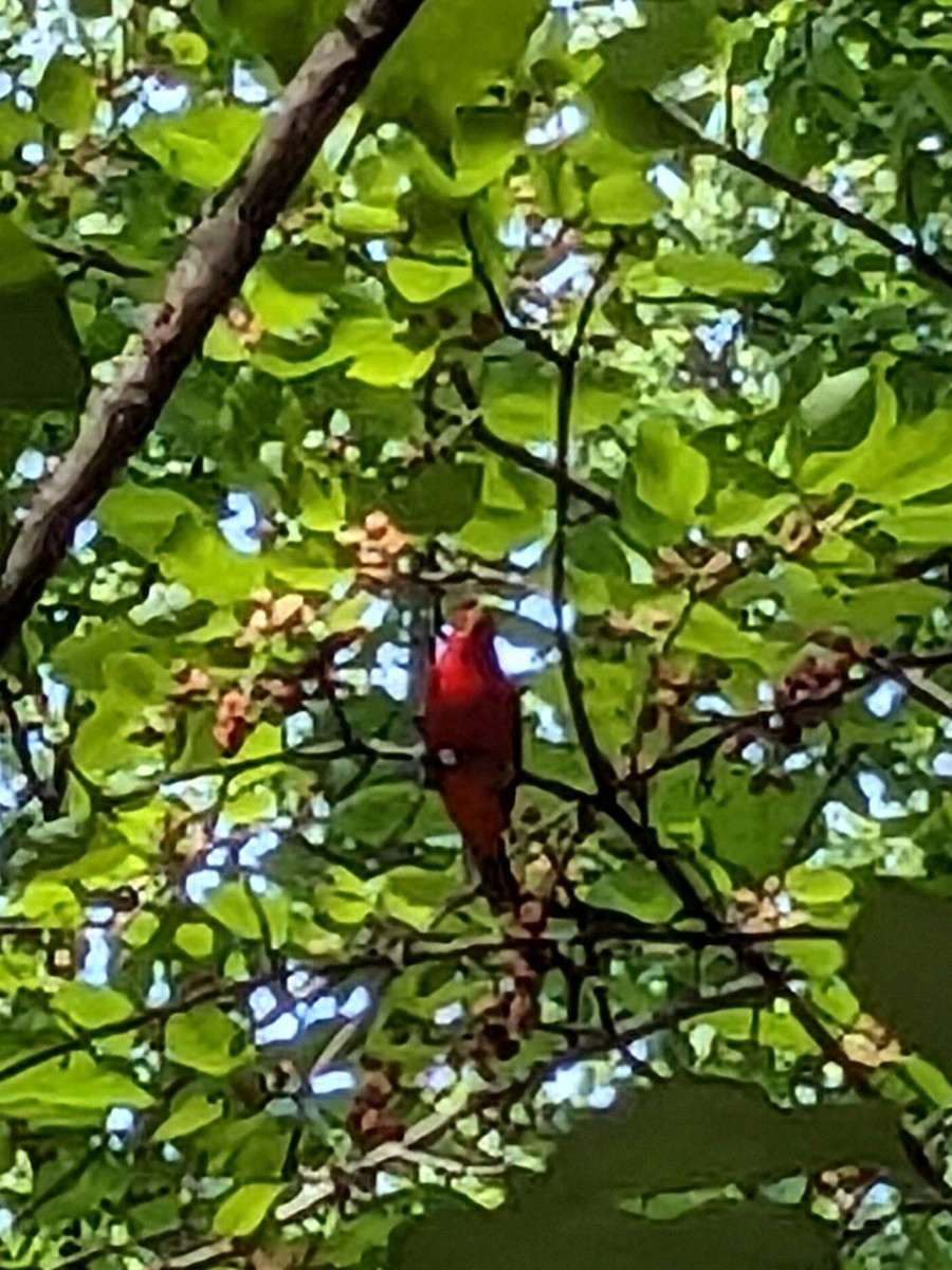 Scarlet Tanager - ML635581944