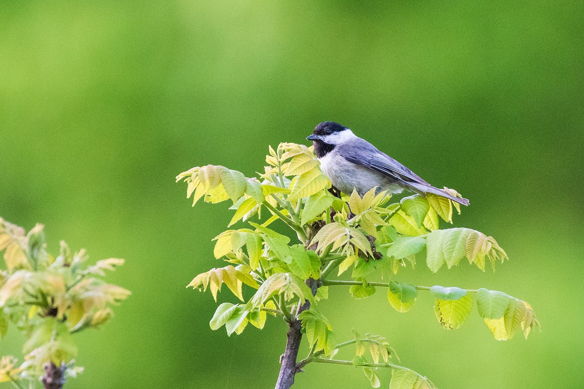Carolina Chickadee - ML635581957