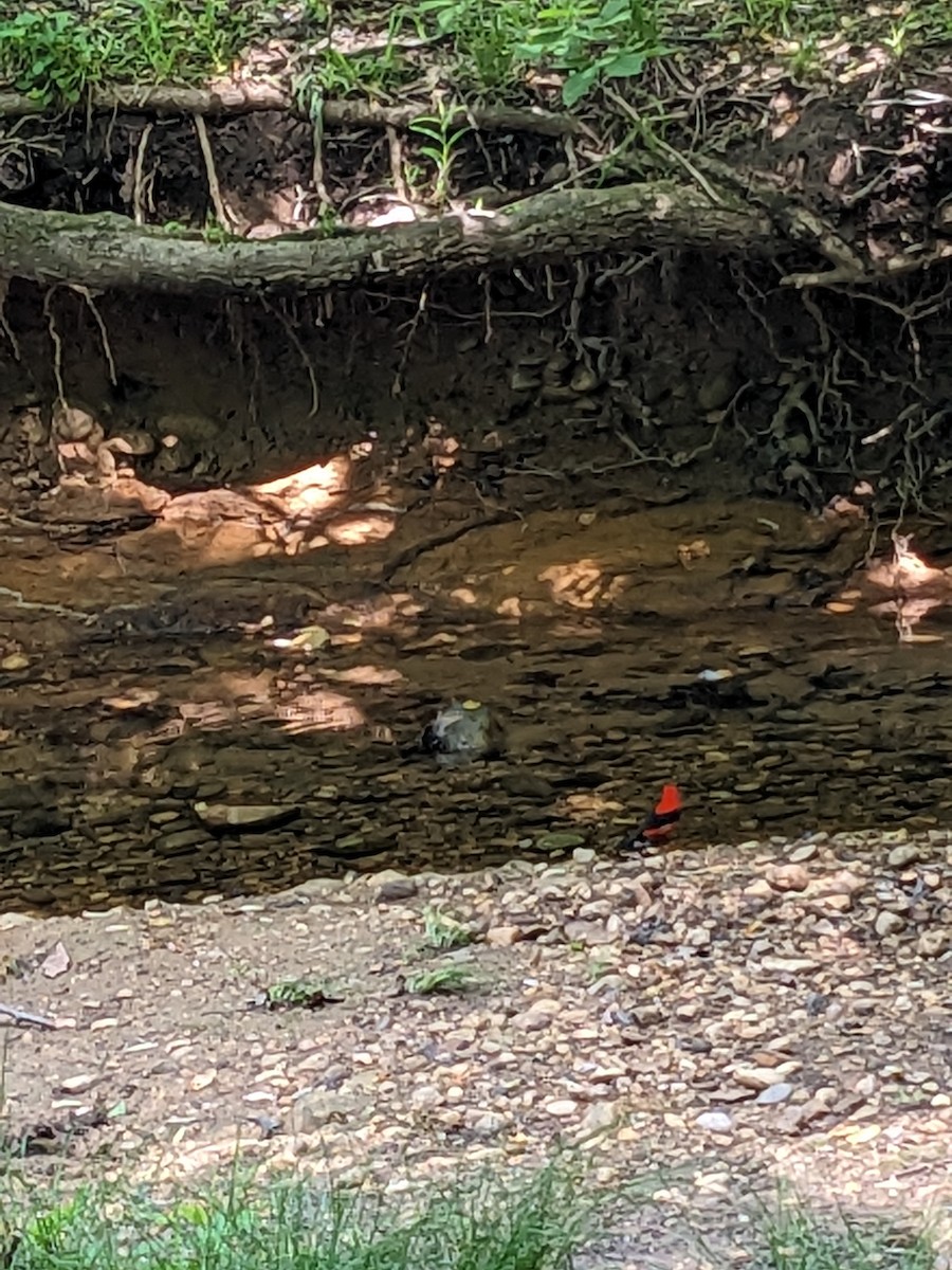 Scarlet Tanager - ML635581968