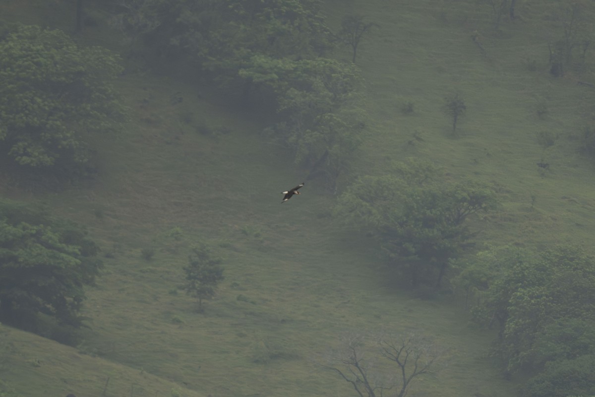 Crested Caracara (Northern) - ML635582087
