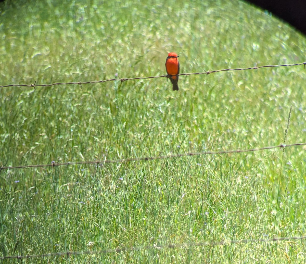 Vermilion Flycatcher - ML635582201
