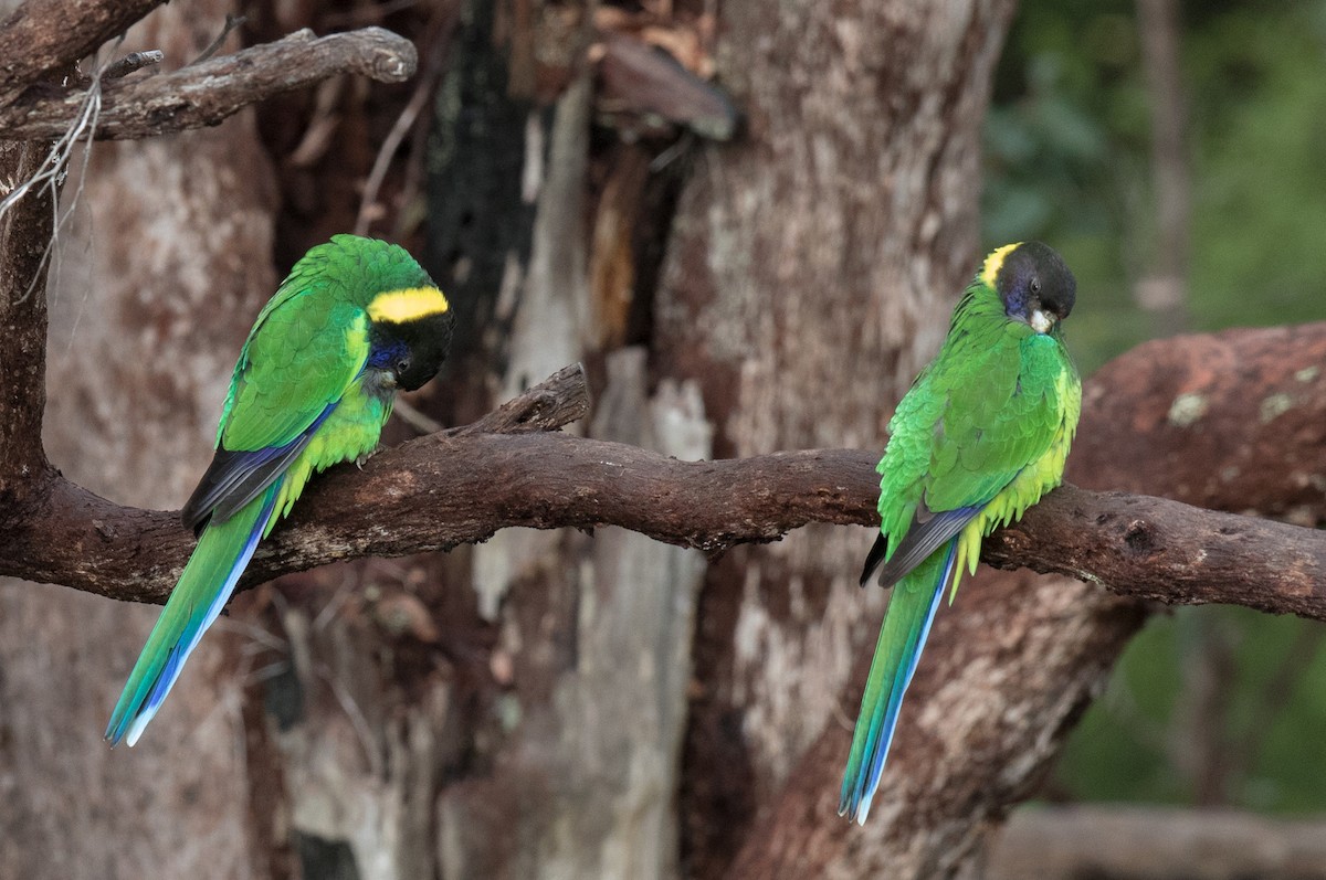 Australian Ringneck - ML63558221