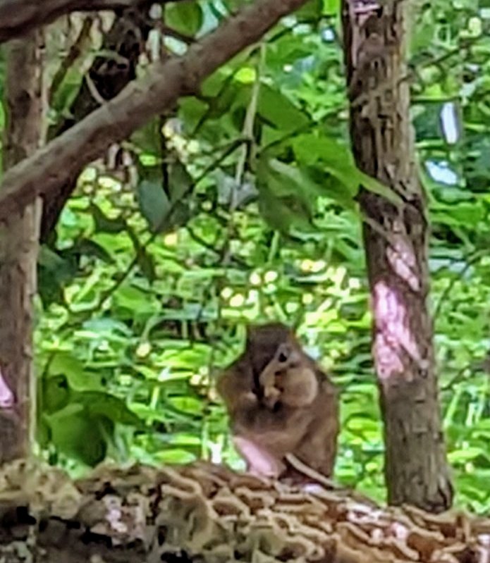 Animals - ML635582223