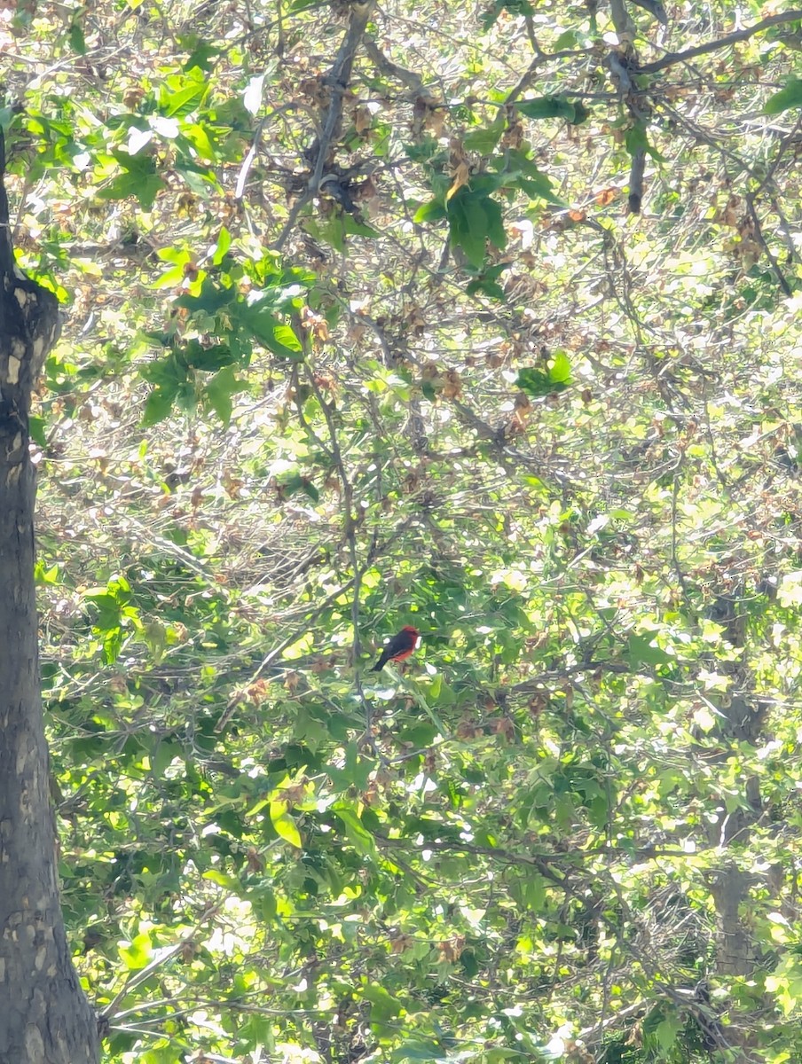 Vermilion Flycatcher - ML635582232