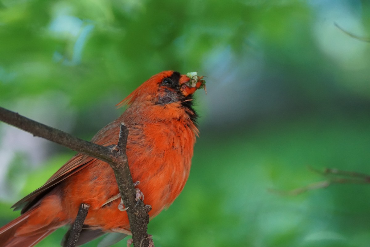 Northern Cardinal - ML635582252