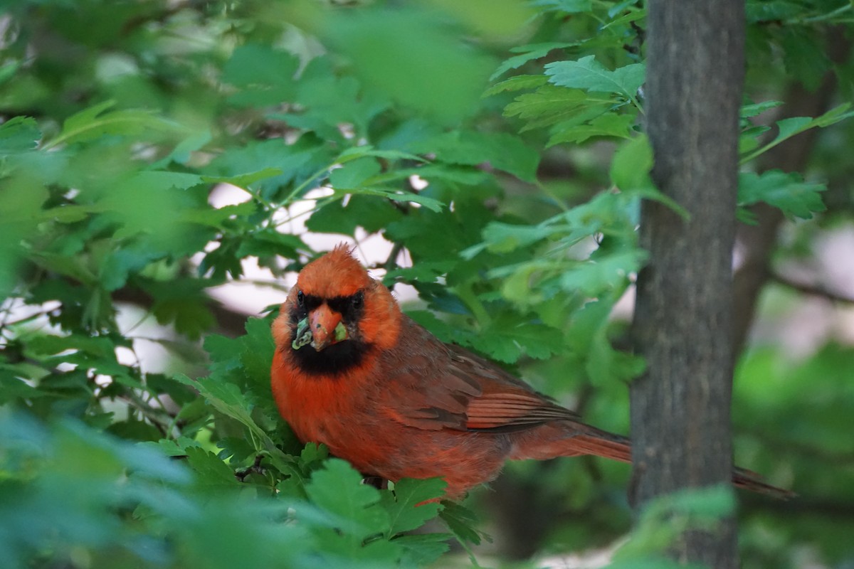 Northern Cardinal - ML635582253