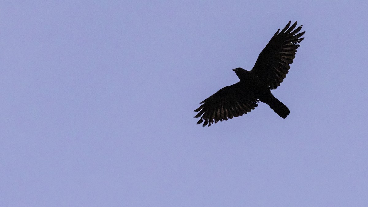 Fish Crow - ML635582261