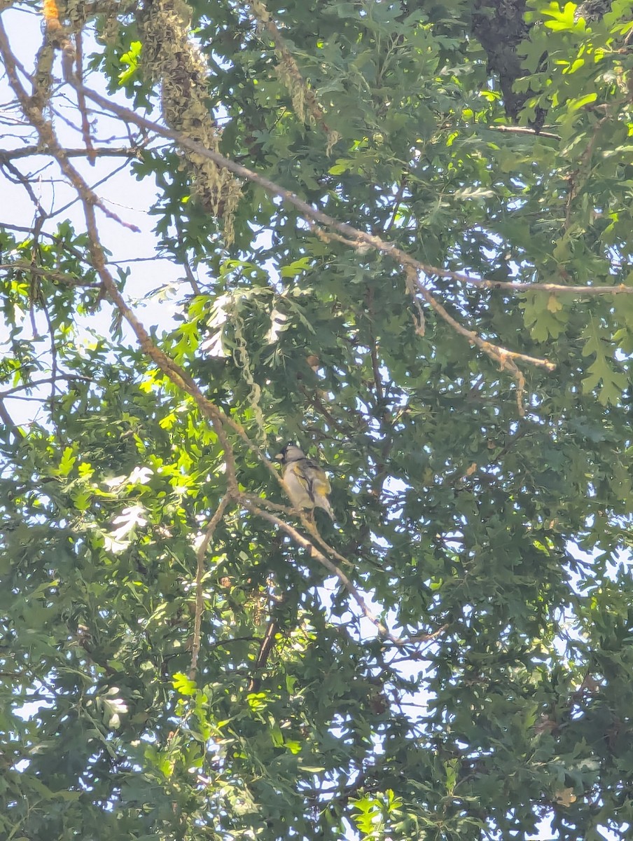 Lawrence's Goldfinch - ML635582275