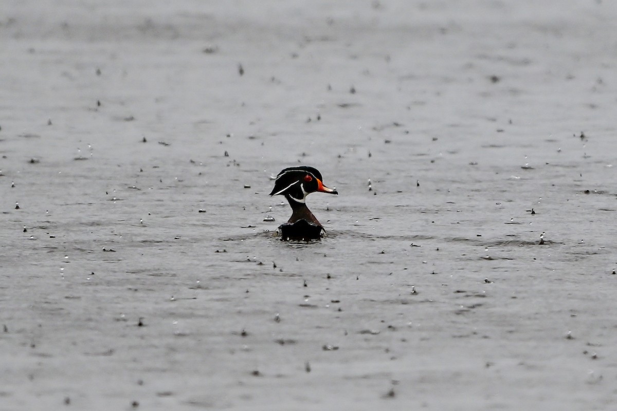 Wood Duck - ML635582355