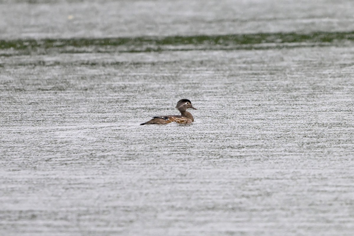 Wood Duck - ML635582356