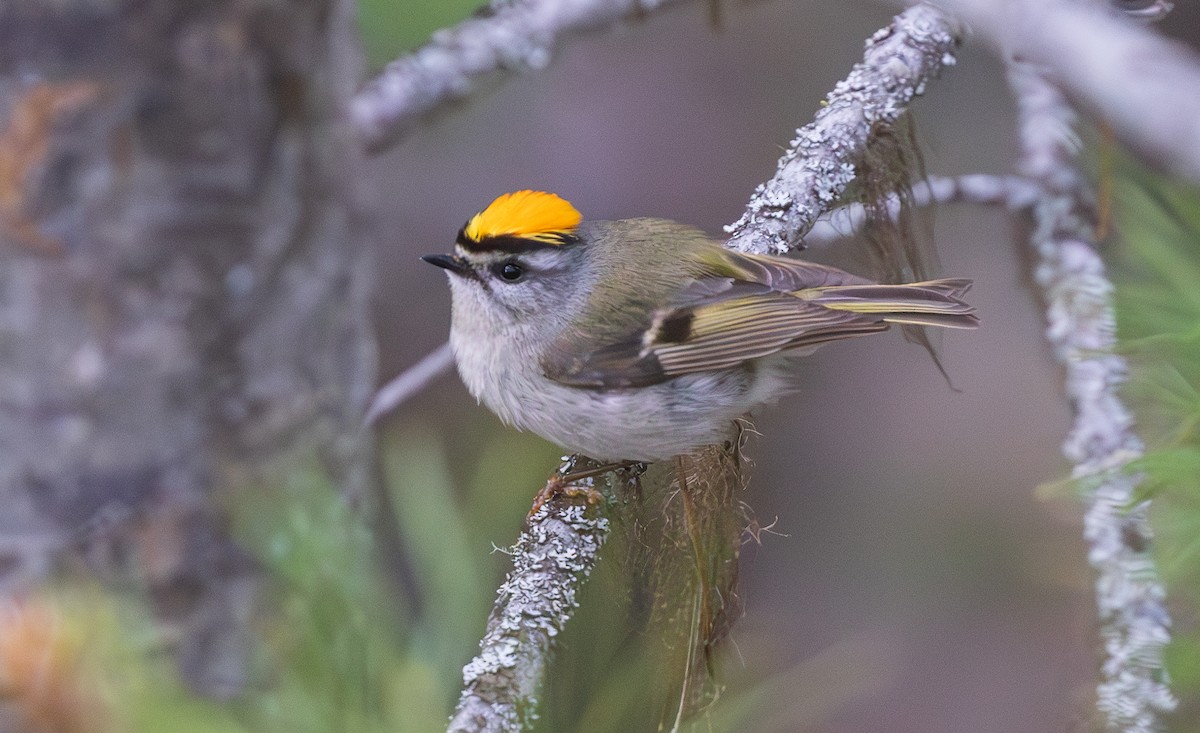 Golden-crowned Kinglet - ML635582364