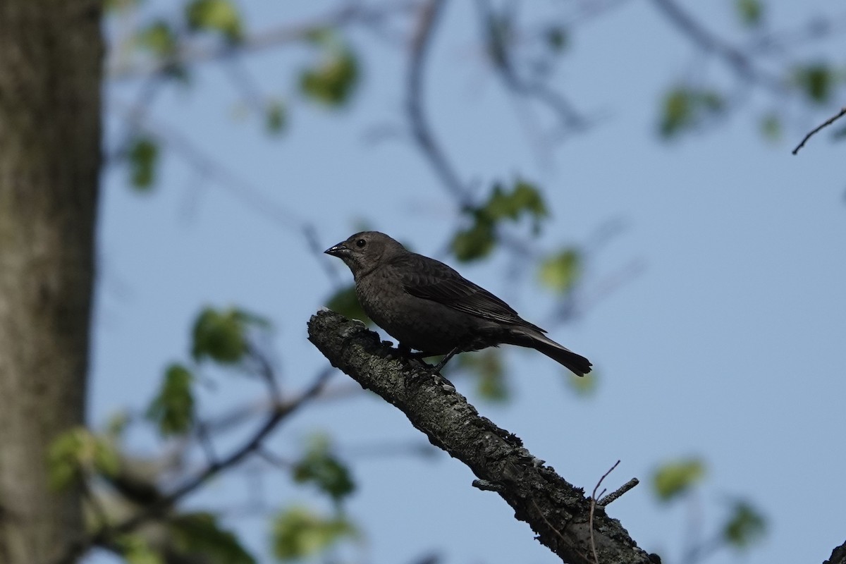 Brown-headed Cowbird - ML635582400