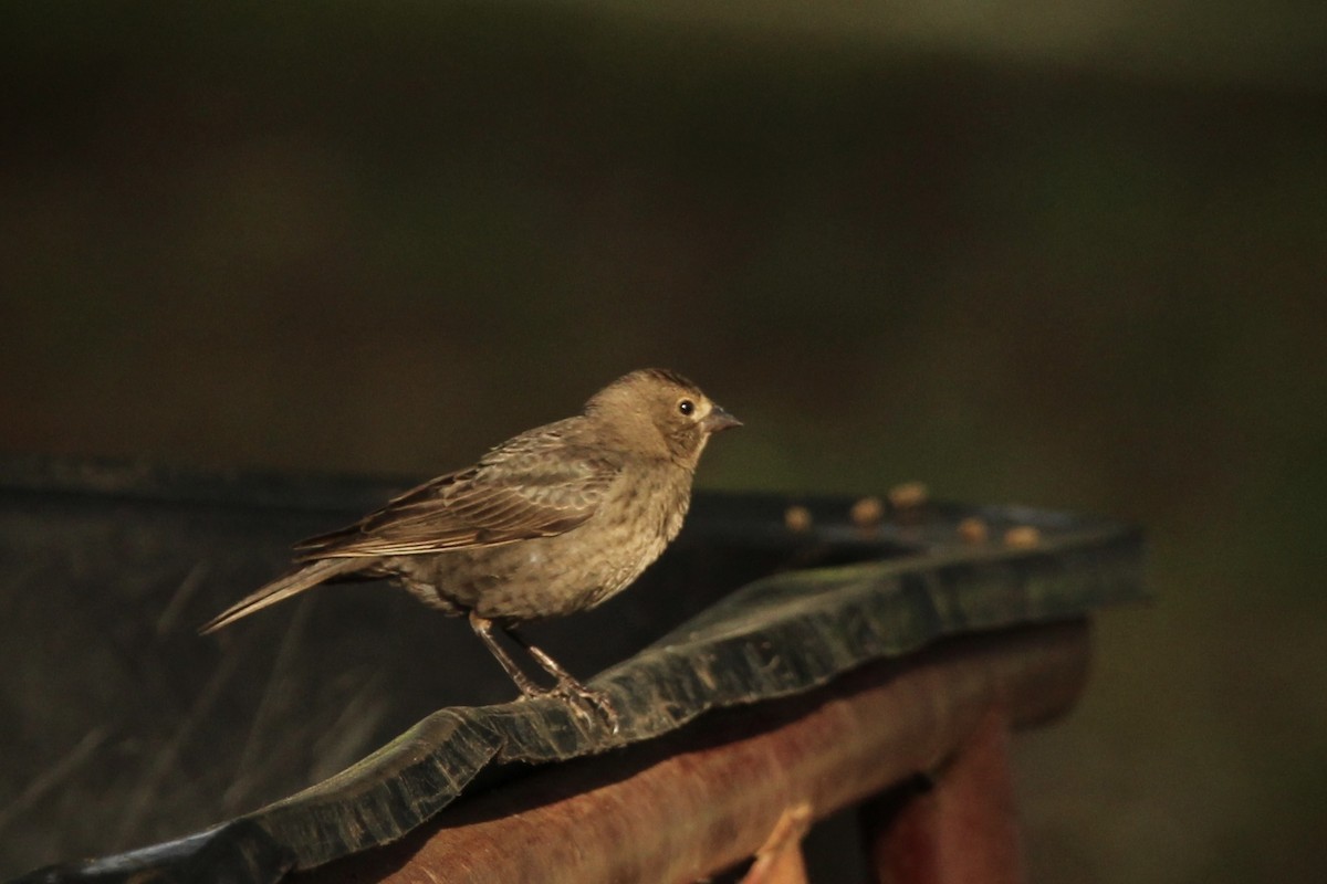 Brown-headed Cowbird - ML635582411