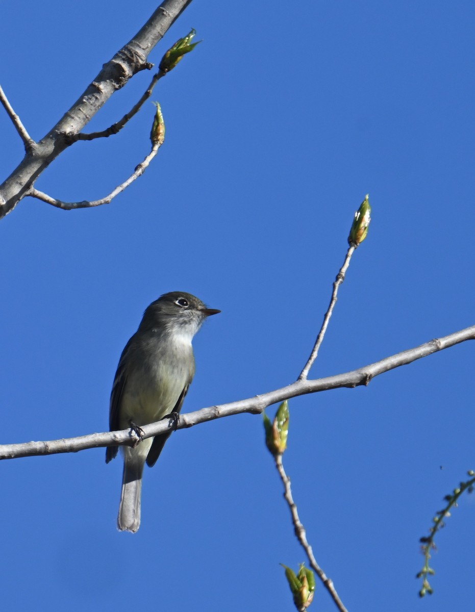 Least Flycatcher - ML635582424