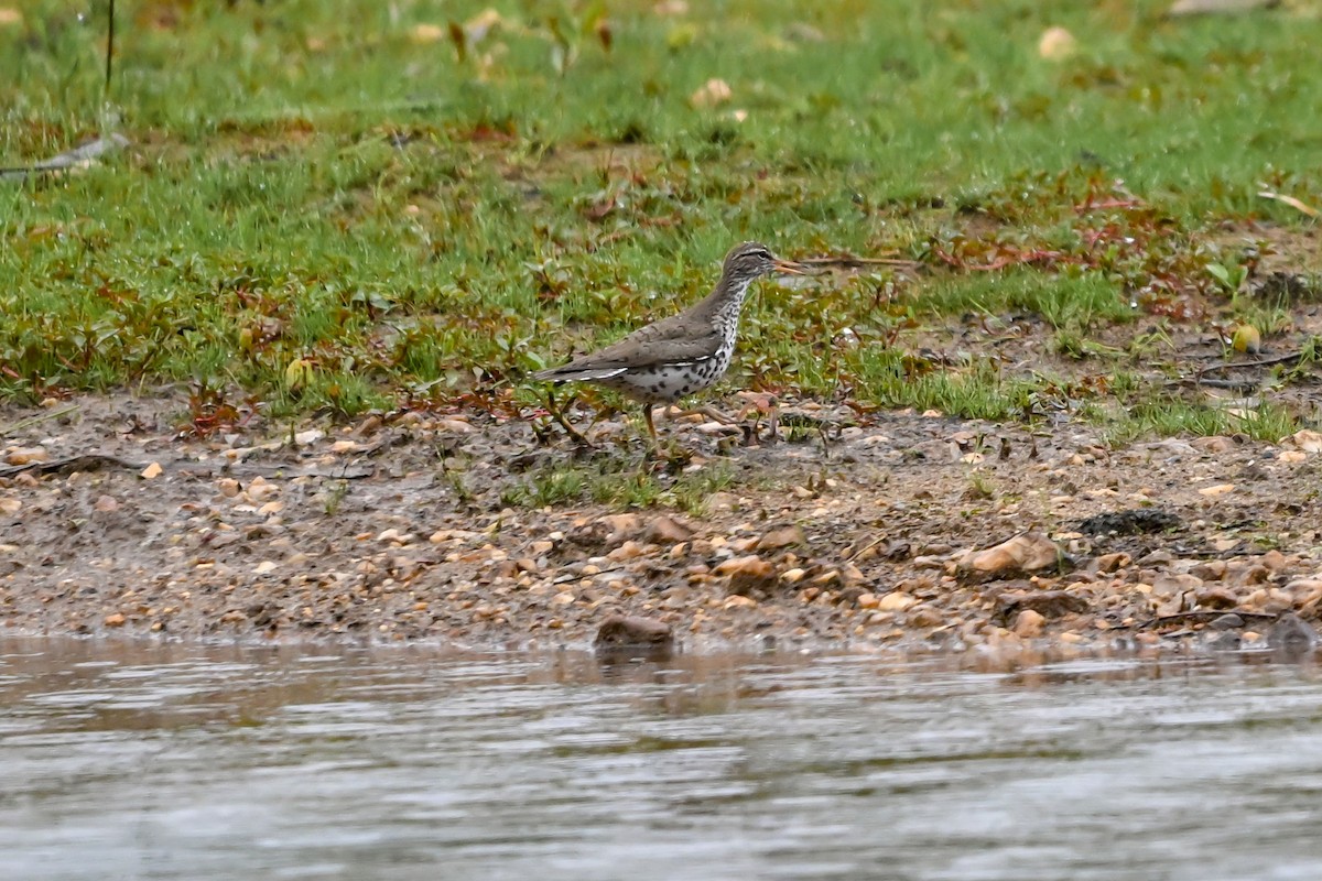 Spotted Sandpiper - ML635582440
