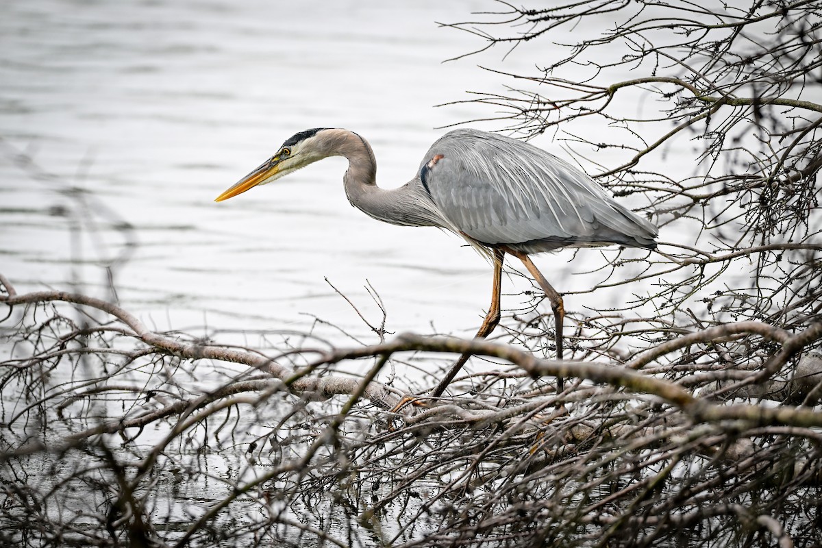 Great Blue Heron - ML635582448