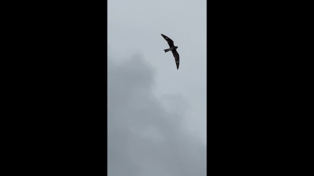Common Nighthawk - ML635582458