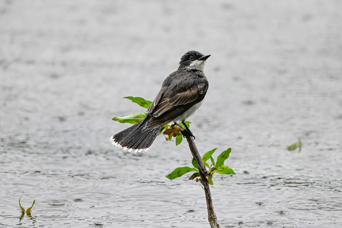 Eastern Kingbird - ML635582502