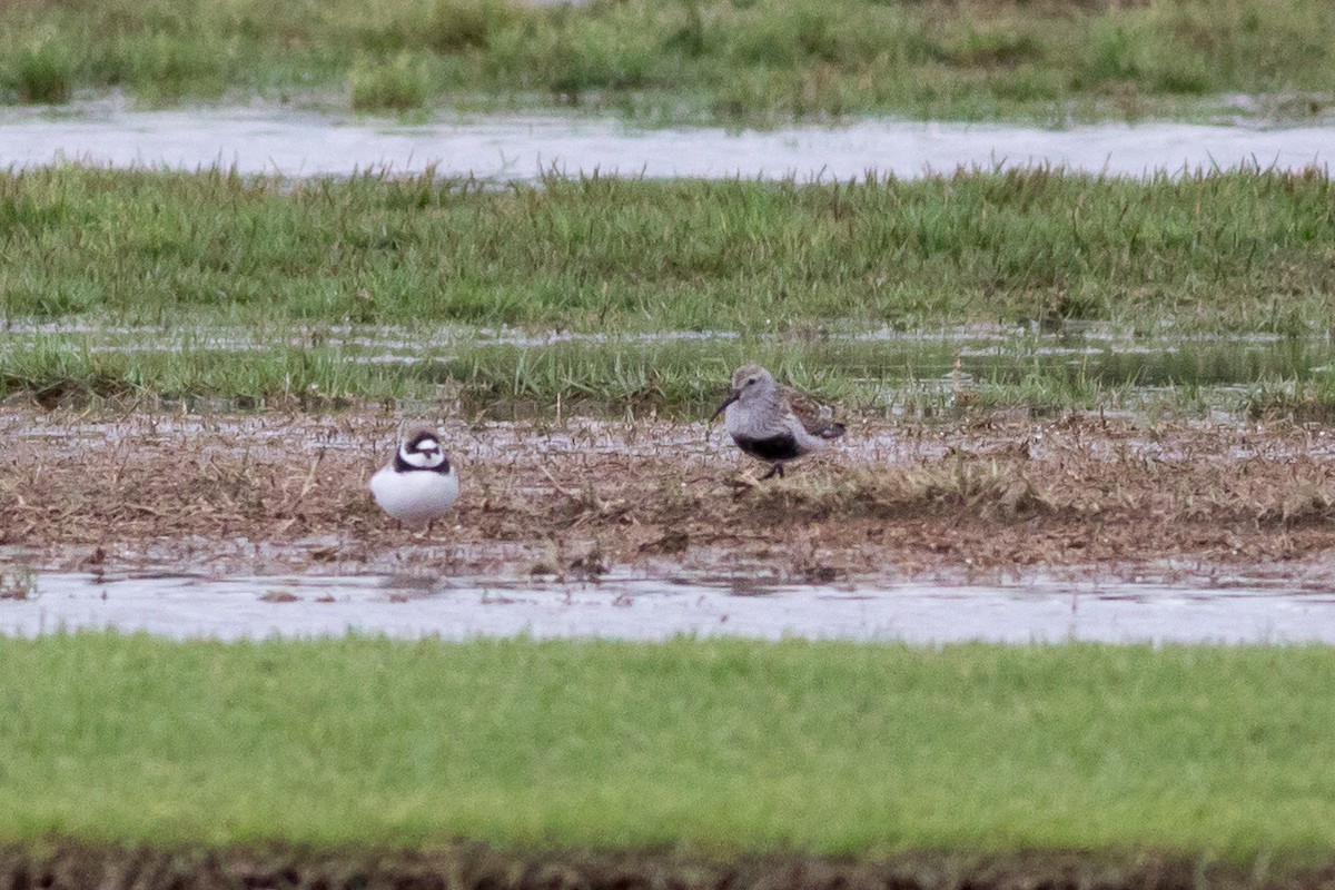 ハマシギ - ML635582524