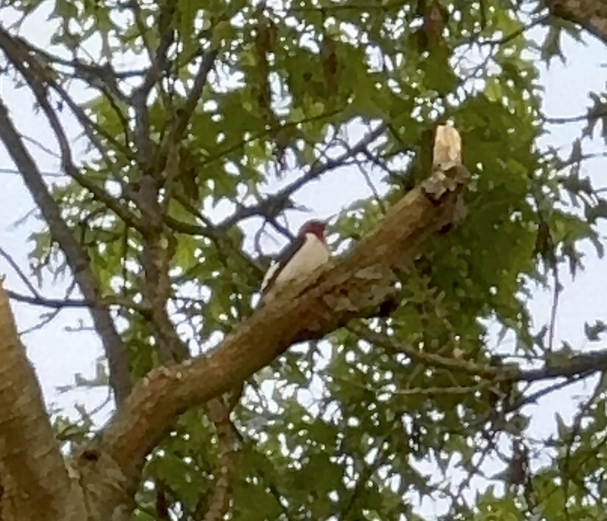 Red-headed Woodpecker - ML635582534