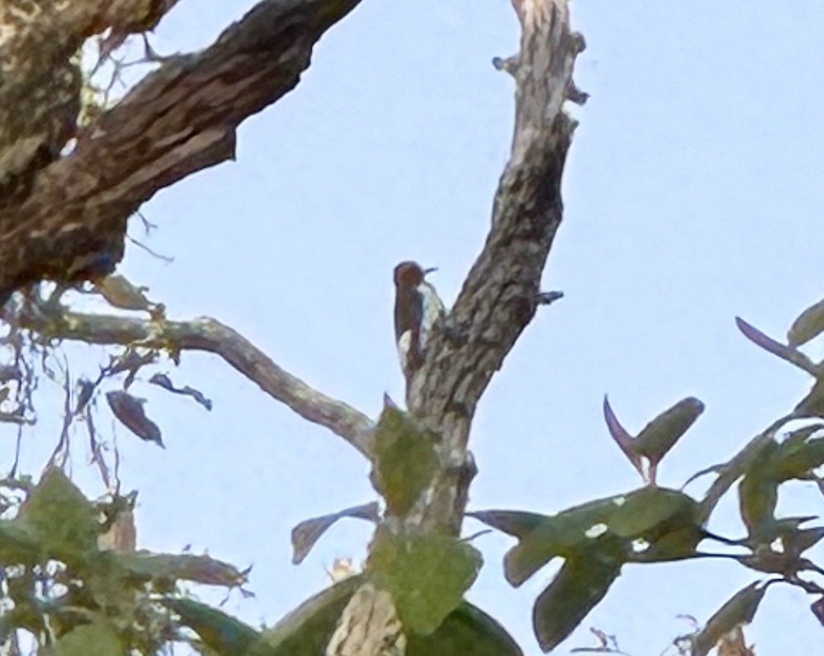 Red-headed Woodpecker - ML635582535